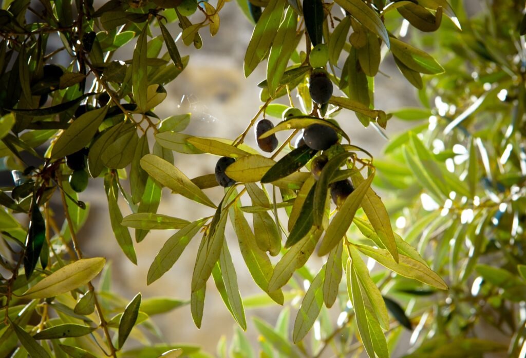 Olive Oil Tasting in Mallorca